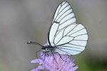 Baumweißling, Aporia crataegi