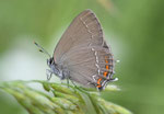 Brauner Eichen-Zipfelfalter, Satyrium ilicis, Kroatien