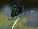 Blauflügel-Prachtlibelle, Calpoteryx virgo