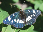 Limenitis reducta, Blauschiller-Eisvogel