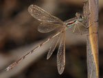 Südliche Binsenjungfer, Lestes barbarus