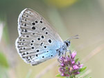Thymian-Ameisenbläuling, Phengaris arion