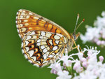 Baldrian-Scheckenfalter, Melitaea diamina