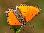 Großer Feuerfalter, Männchen, Lycaena dispar, Baden-Württemberg