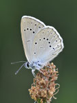 Heller Wiesenknopf-Ameisenbläuling, Phengaris teleius