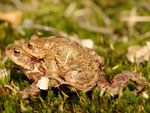 Erdkröte, Bufo bufo