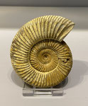 Ammonit ca. 120 Mio. J. 