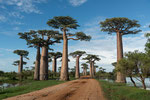 Baobab, Madagaskar