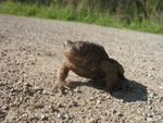 Wandernde Erdkröte (Foto: Wolfgang Voigt)