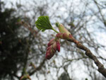Knospende Blut-Johannisbeere (Foto: Wolfgang Voigt)
