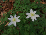 Blüten vom Busch-Windröschen (Foto: Wolfgang Voigt)