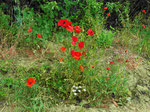 Feldrain (Foto: Wolfgang Voigt)