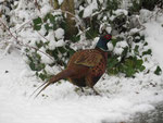 Schnee-Fasan (Foto: Wolfgang Voigt)