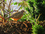 Gartenerkundung: Fasan im Spätwinter (Foto: Wolfgang Voigt)