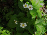 Wald-Erdbeere (Foto: Wolfgang Voigt)