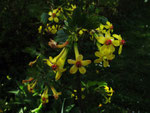 Gold-Johannisbeere (Foto: Wolfgang Voigt)