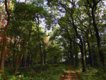 Wald bei Kreuzau-Drove (Foto: Wolfgang Voigt)