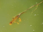 Teichmolch-Weibchen (Foto: Wolfgang Voigt)