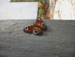 Tagpfauenauge (Foto: Wolfgang Voigt)