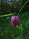 Schachblume (Foto: Wolfgang Voigt)