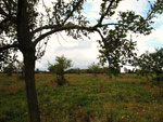 NABU-Obstwiese Lürkener Stein, Eschweiler (Foto: Wolfgang Voigt)