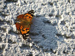 Distelfalter (Foto: Wolfgang Voigt) 