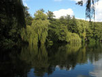Alsdorfer Weiher, Trauerweiden (Foto: Wolfgang Voigt)