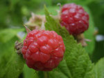Himbeere (Foto: Wolfgang Voigt)
