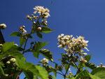 Blühende Brombeeren (Foto: Wolfgang Voigt)