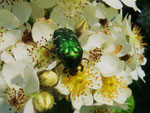 Rosenkäfer (Foto: Wolfgang Voigt)