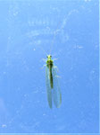Grüne Florfliege, Goldauge (Foto: Wolfgang Voigt) 