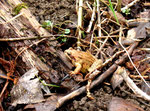 Grasfrosch auf Laichplatz-Suche (Foto: Wolfgang Voigt)