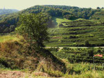 Weinanbau im Kaiserstuhl (Foto: Wolfgang Voigt)