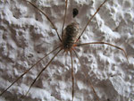 Gewöhnlicher Weberknecht (Foto: Wolfgang Voigt)