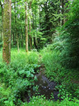 Würselener Wald bei Forsthaus Weiden (Foto: Wolfgang Voigt)