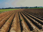 Feldflur bei Alsdorf-Schleibach (Foto: Wolfgang Voigt)