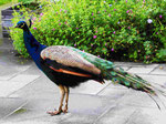 Pfau im Juni 2016 (Foto: Wolfgang Voigt)