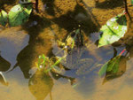 Teichfrosch (Foto: Wolfgang Voigt)
