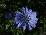 Blühende Wegwarte (Foto: Wolfgang Voigt)