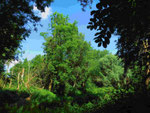 Auwald an der Wurm bei Herzogenrath (Foto: Wolfgang Voigt)