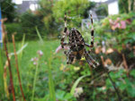 Garten-Kreuzspinne (Foto: Wolfgang Voigt)