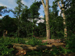 Auwald im Rurtal bei Lendersdorf (Foto: Wolfgang Voigt)