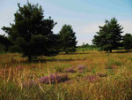 Teverener Heide (Foto: Wolfgang Voigt)
