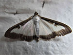 Buchsbaum-Zünsler (Foto:Wolfgang Voigt)