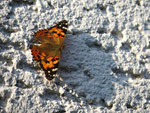 Später Distelfalter beim Sonnenbad (Foto: Wolfgang Voigt)