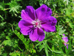 Blutroter Storchschnabel (Foto: Wolfgang Voigt)