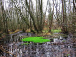 Siefenbachtal in Alsdorf (Foto: Wolfgang Voigt)
