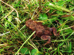 Erdkröte im Garten (Foto: Wolfgang Voigt)