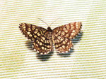Gitterspanner (Foto: Wolfgang Voigt)