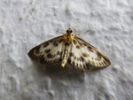 Brennnesselzünsler (Foto: Wolfgang Voigt)